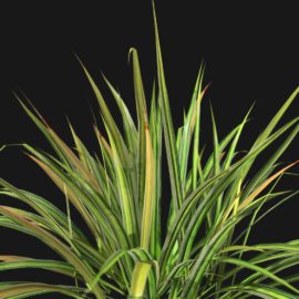 Alternative view of Japanese Sedge Grass (v7)