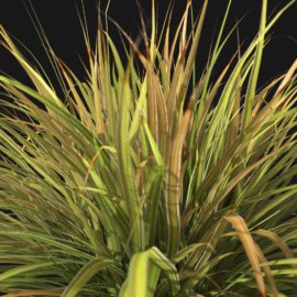 Alternative view of Japanese Sedge Grass (v8)