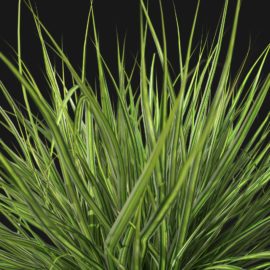 Alternative view of Japanese Sedge Grass (v9)