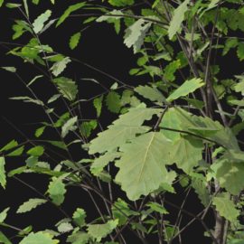 Alternative view of Oak (v1)