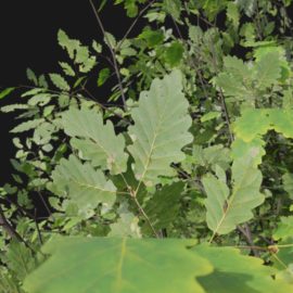 Alternative view of Oak (v3)