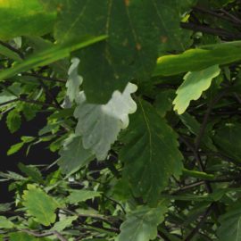 Alternative view of Oak (v4)