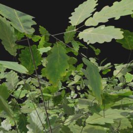 Alternative view of Oak (v5)