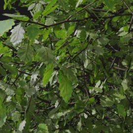 Alternative view of Oak (v6)