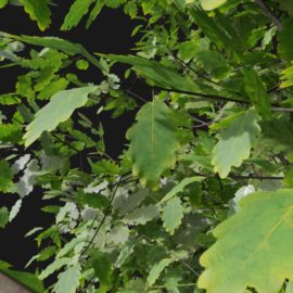 Alternative view of Oak (v7)