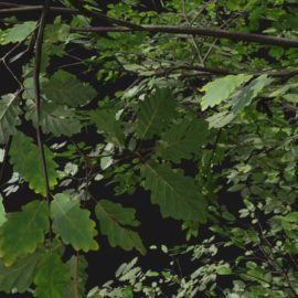 Alternative view of Oak (v8)