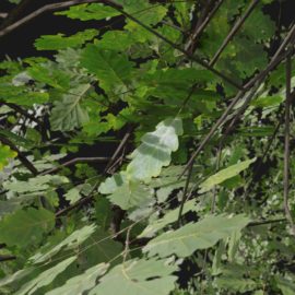 Alternative view of Oak (v9)