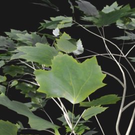 Alternative view of Plane Tree (v1)