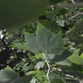 Alternative view of Plane Tree (v10)
