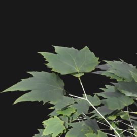 Alternative view of Plane Tree (v2)