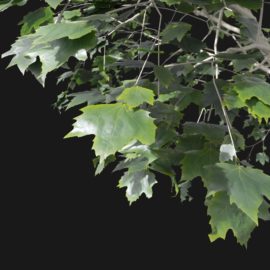 Alternative view of Plane Tree (v3)