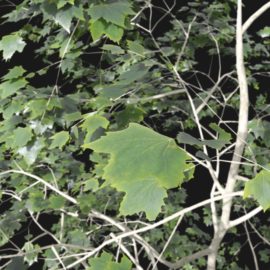 Alternative view of Plane Tree (v4)
