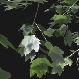 Alternative view of Plane Tree (v5)