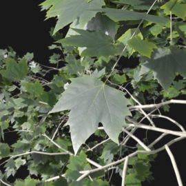 Alternative view of Plane Tree (v6)