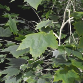 Alternative view of Plane Tree (v7)