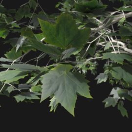 Alternative view of Plane Tree (v8)