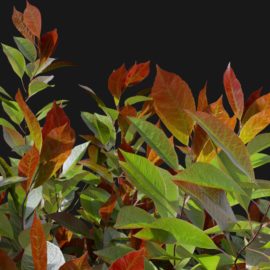 Alternative view of Red Robin (v1)