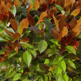 Alternative view of Red Robin (v10)