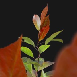 Alternative view of Red Robin (v2)