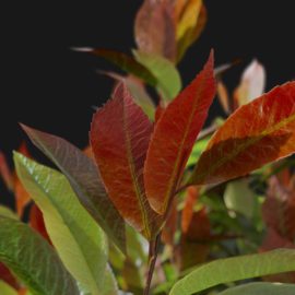 Alternative view of Red Robin (v4)