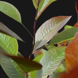 Alternative view of Red Robin (v5)