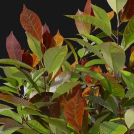 Alternative view of Red Robin (v6)