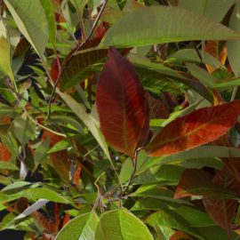 Alternative view of Red Robin (v7)