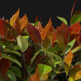 Alternative view of Red Robin (v8)