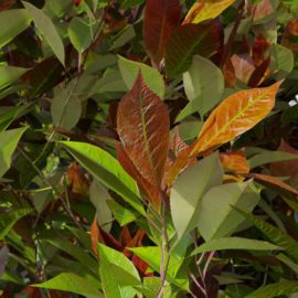 Alternative view of Red Robin (v9)