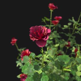 Alternative view of Roses (v2)