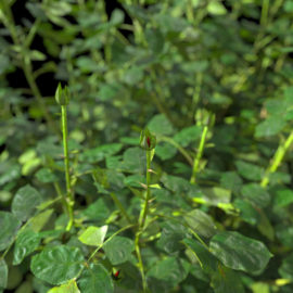 Alternative view of Roses (v4)