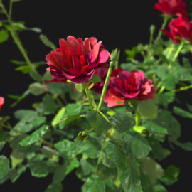 Alternative view of Roses (v5)