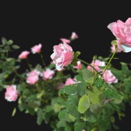 Alternative view of Roses (v6)