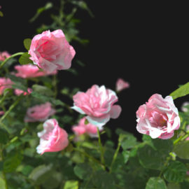 Alternative view of Roses (v7)