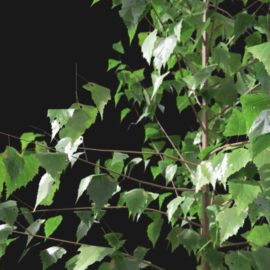 Alternative view of Silver Birch (v1)