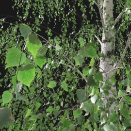 Alternative view of Silver Birch (v10)