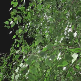 Alternative view of Silver Birch (v11)