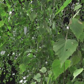 Alternative view of Silver Birch (v12)