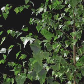 Alternative view of Silver Birch (v2)