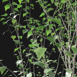 Alternative view of Silver Birch (v3)