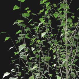 Alternative view of Silver Birch (v4)