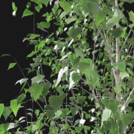 Alternative view of Silver Birch (v5)