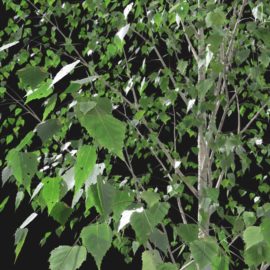 Alternative view of Silver Birch (v6)