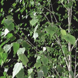 Alternative view of Silver Birch (v7)