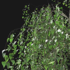 Alternative view of Silver Birch (v8)