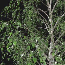 Alternative view of Silver Birch (v9)