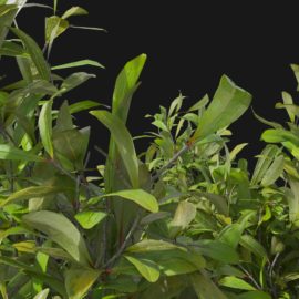 Alternative view of Japanese Skimmia (v1)