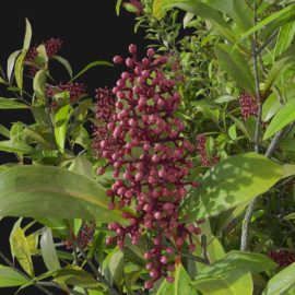 Alternative view of Japanese Skimmia (v10)