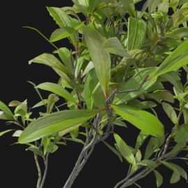 Alternative view of Japanese Skimmia (v2)