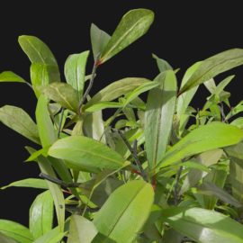 Alternative view of Japanese Skimmia (v3)